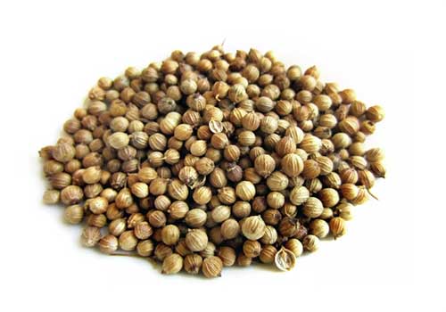 Coriander